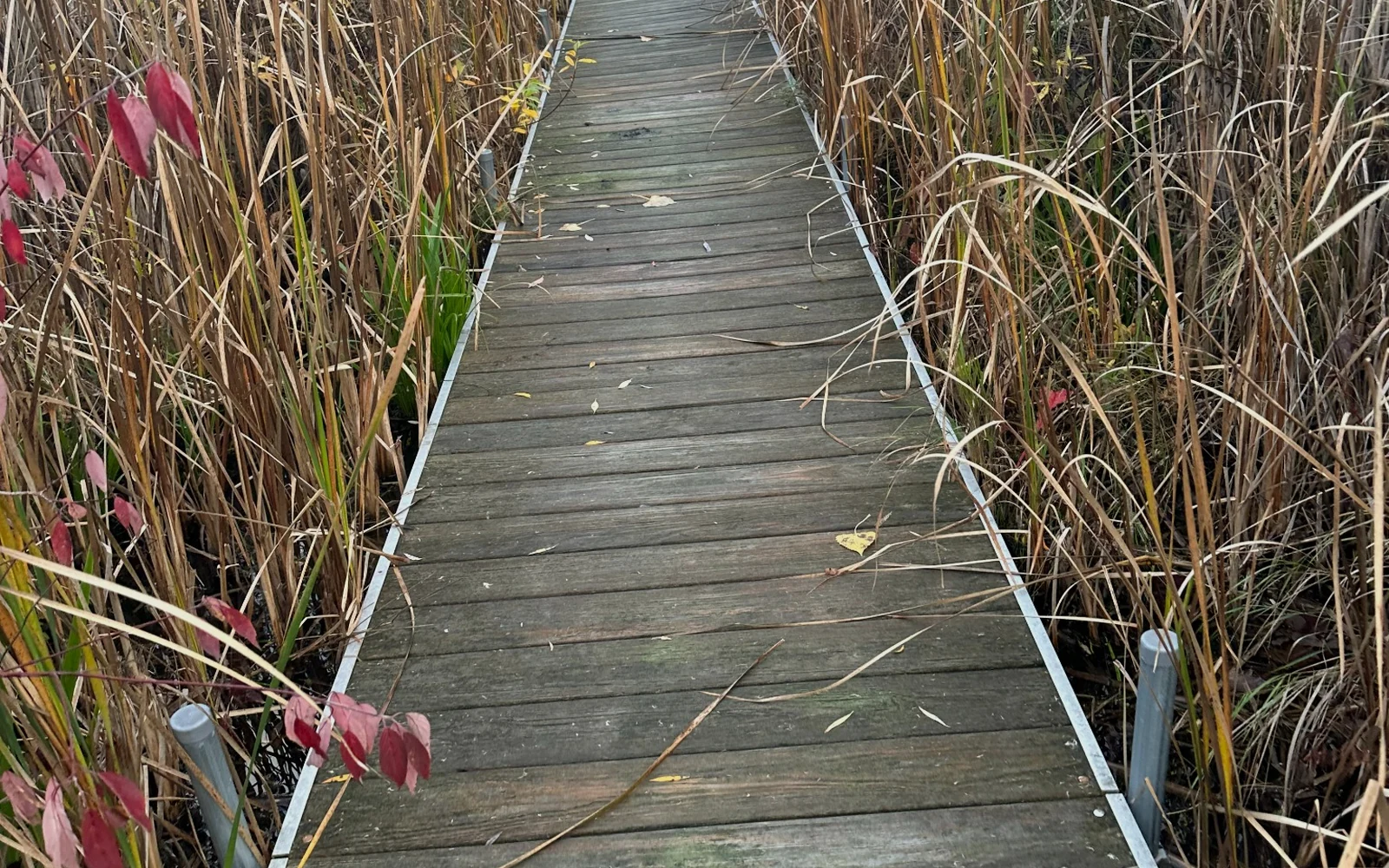 Boardwalk leading toward sunlight, representing a structured path forward